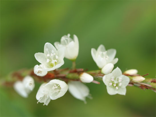 白花サクラタデ