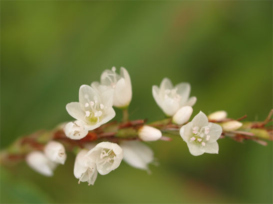 白花サクラタデ